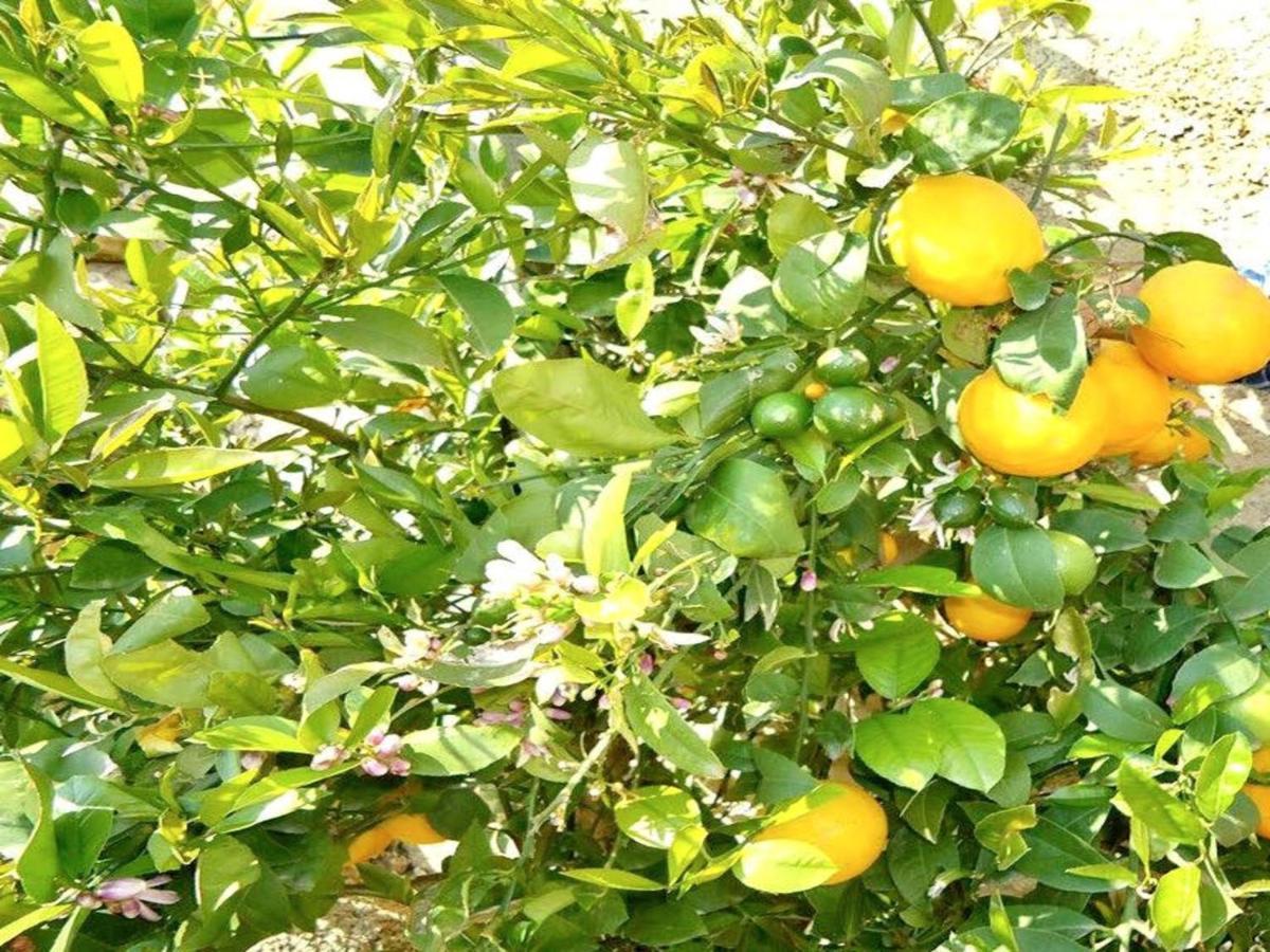 Villa Mira Bol Ngoại thất bức ảnh